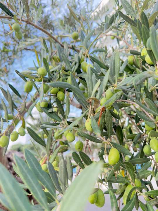 Gartenanlage Playa Esperanza Resort