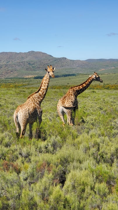 Sport & Freizeit Wildehondekloof Game Lodge