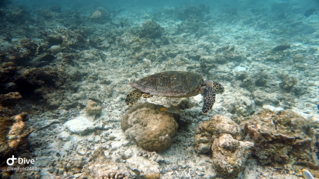 Sport & Freizeit Summer Island Maldives