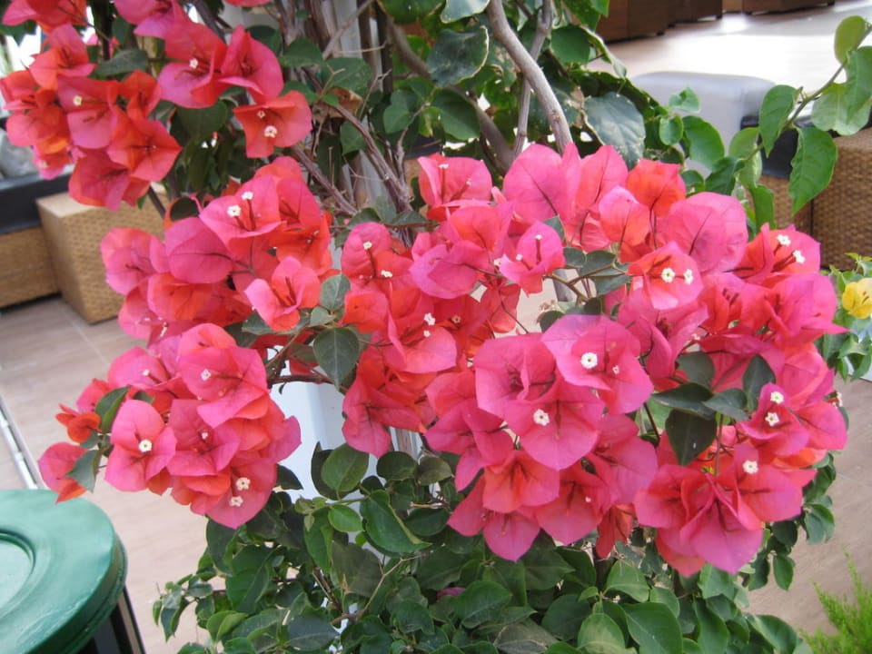 Flowers Latanya Park Resort