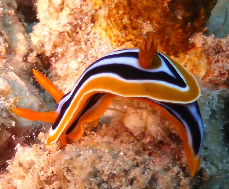 Sonstiges Three Corners Equinox Beach Resort