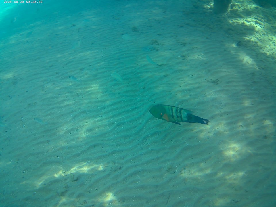 Außenansicht Sentido Mamlouk Palace Resort