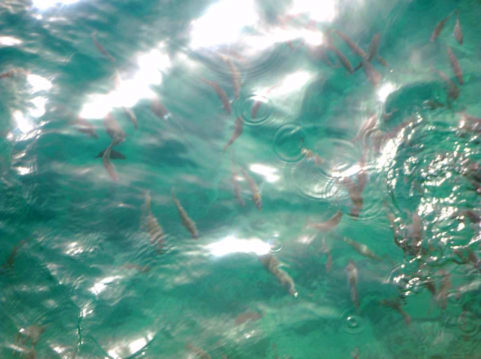 Viele Fische am Strand SUNRISE Holidays Resort (Adults Only)