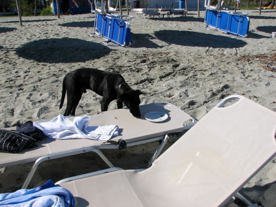 Besuch am Strand- lecker! Olympian Bay Grand Resort