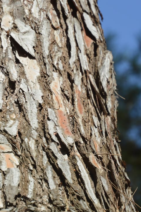 Gartenanlage R2 Lago Playa Park