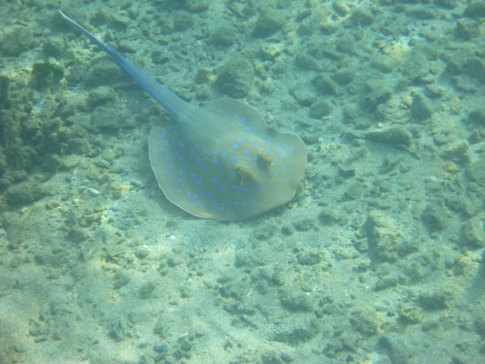 Blaupunktrochen Three Corners Equinox Beach Resort