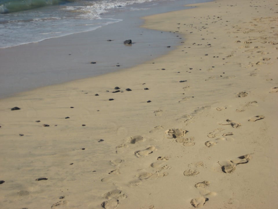 Strand mit angeschwemmten Steinen Iberostar Selection Fuerteventura Palace
