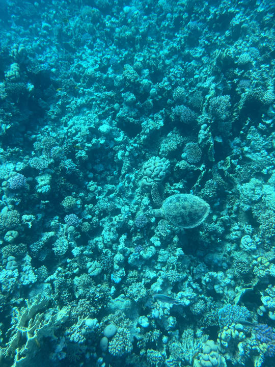 Strand Makadi Spa - Adults only