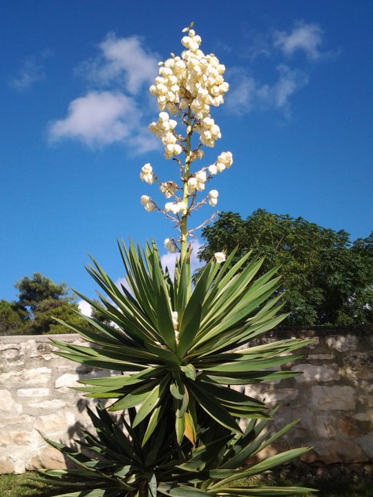 Freiland-Yuccas oberhalb der Lagune Hotel Albatros Plava Laguna