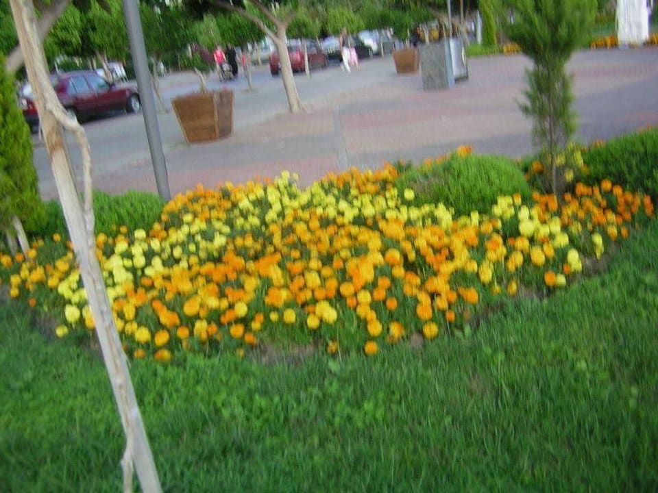 Gartenanlage Gardenia Hotel