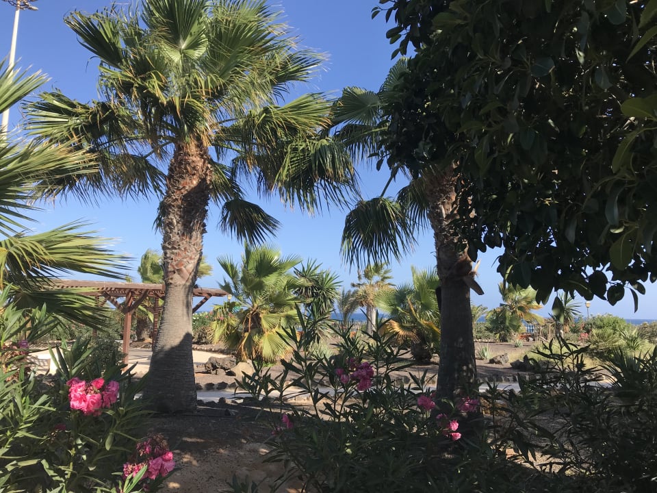 Gartenanlage Elba Carlota Beach & Golf Resort