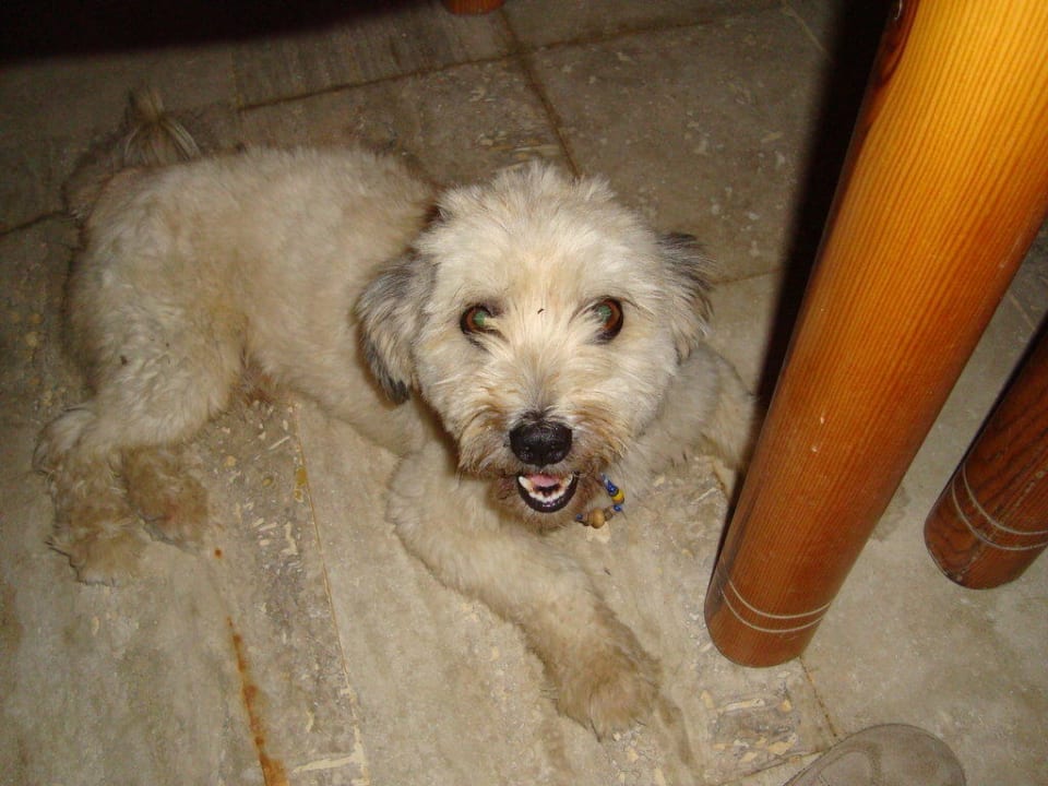 Hotelhund New Garden Hotel Side