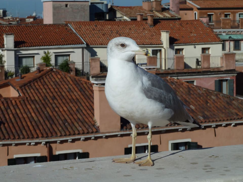 "Frühstücksgast" auf der Terrasse Bauer Palazzo
