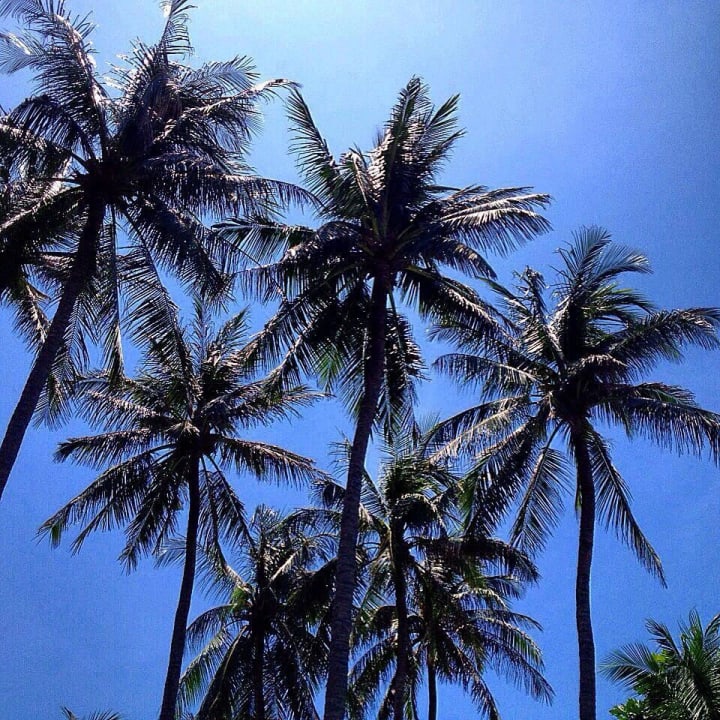 Palmen am grossen Pool Bamboo Village Beach Resort & Spa