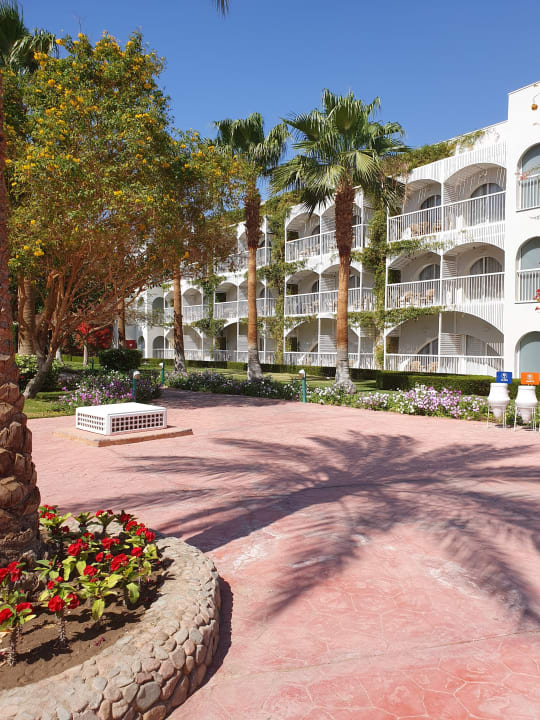 Sonstiges Desert Rose