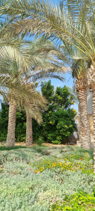 Gartenanlage Lazuli Hotel Marsa Alam