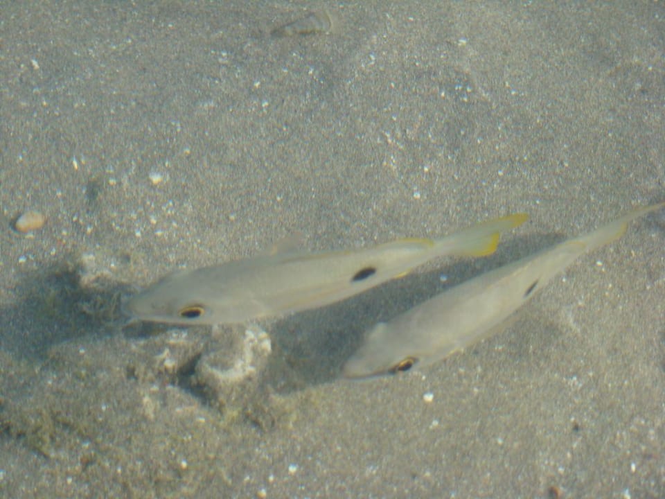 Fische beim Strandspaziergang Brayka Bay Resort