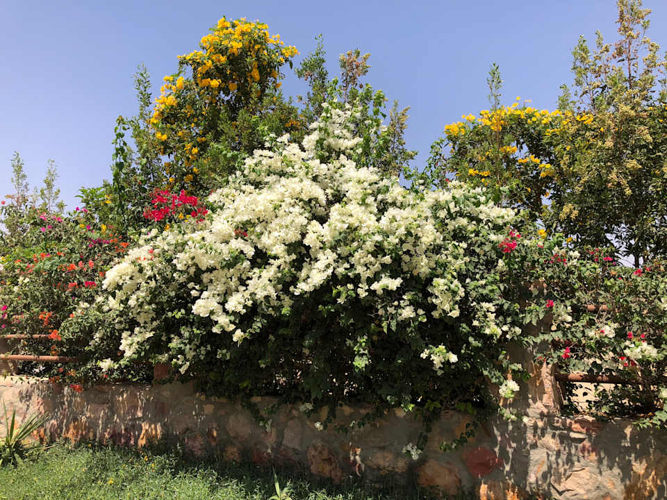 Gartenanlage Three Corners Sea Beach Resort