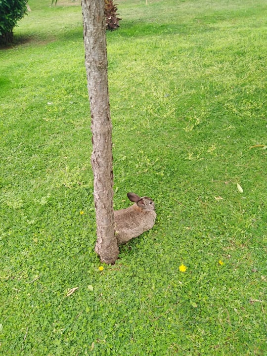 Gartenanlage Labranda Alantur Resort