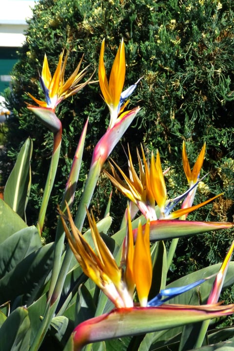 Ogród Pestana Royal Premium All Inclusive Ocean & Spa Resort