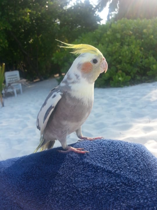 Unser spontaner Besuch am Strand Adaaran Select Meedhupparu Island Resort - Premium All Inclusive