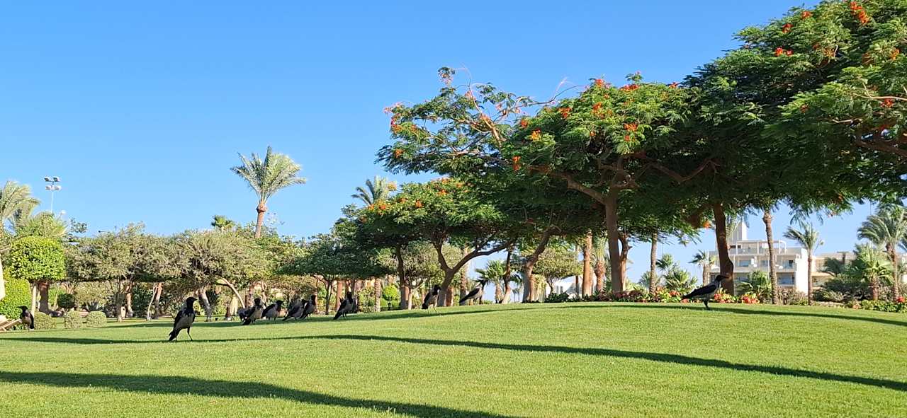 Gartenanlage Steigenberger ALDAU Beach Hotel