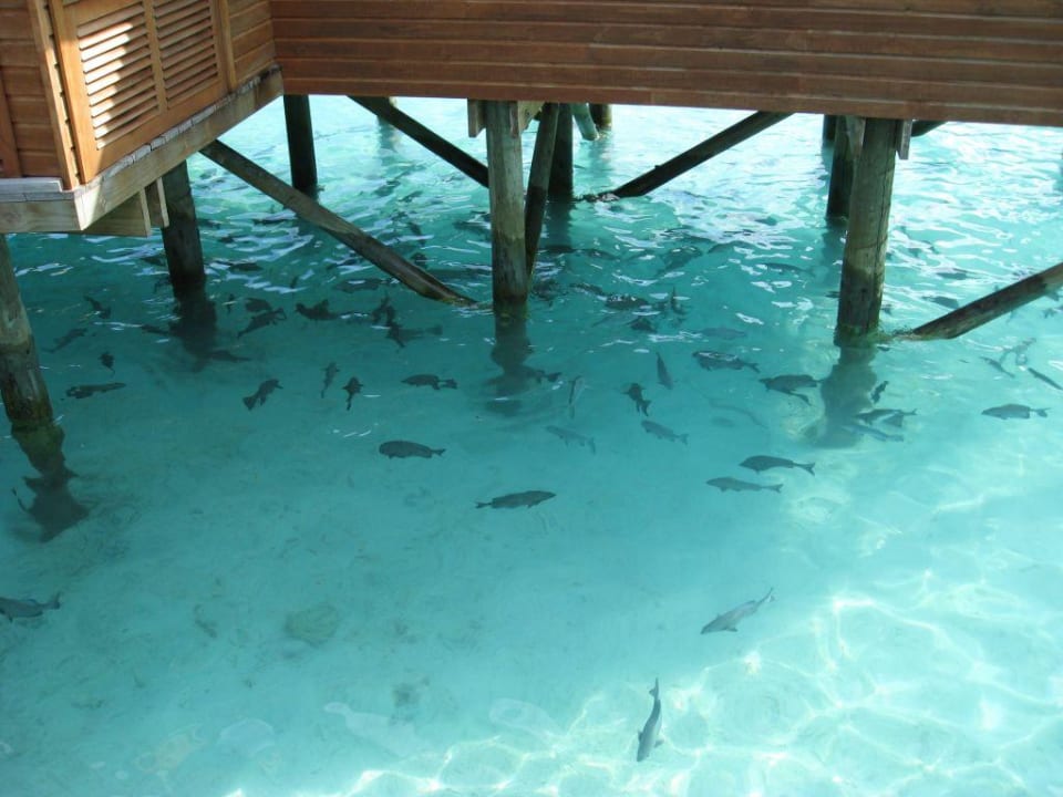 Fische bei den Wasserbungis Meeru Maldives Resort Island