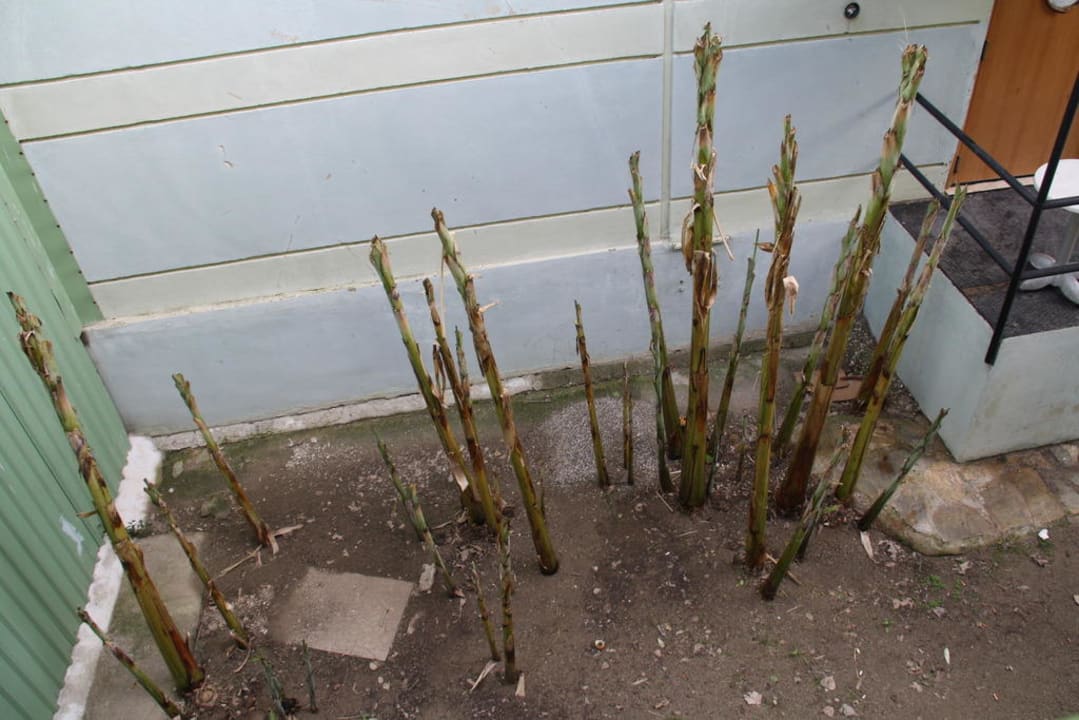 Ausblick vom Zimmer 4272 auf den "Garten" Limak Limra Hotel & Resort