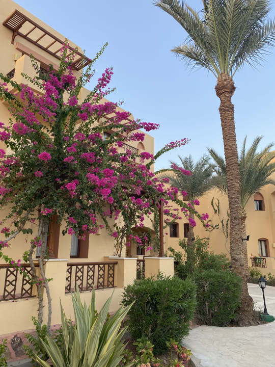 Gartenanlage Steigenberger Coraya Beach - Adults only