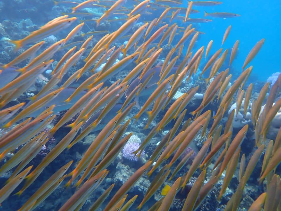 Sport & Freizeit Shams Alam Beach Resort