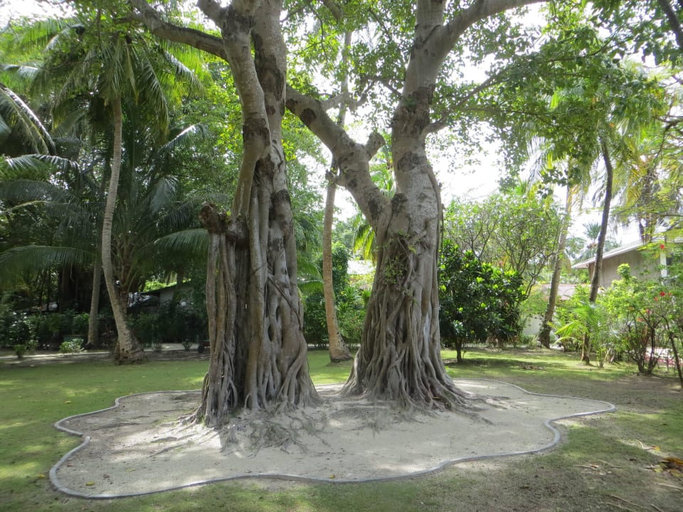 Wunderschöne und gepflegte Gartenanlage Adaaran Select Hudhuran Fushi - Premium All Inclusive