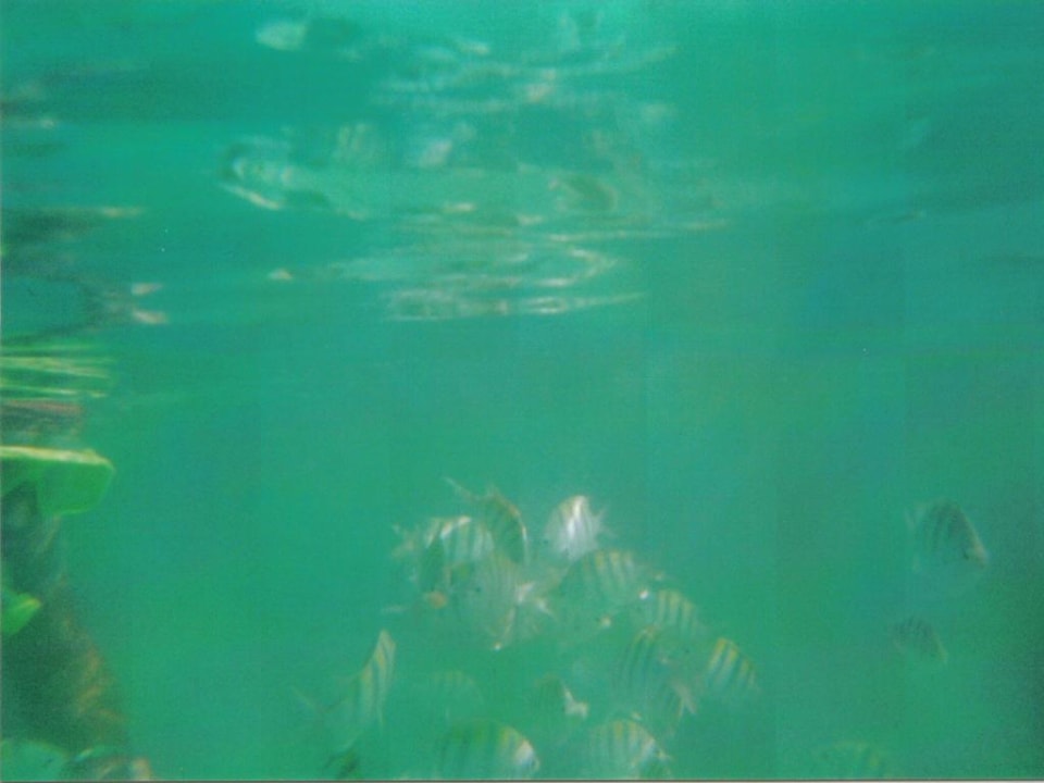 Fische am Hotelstrand Vista Sol Punta Cana