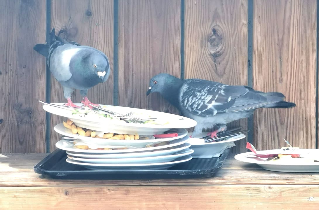 Gastro Der Sonnenhof-Erlebnisbauernhof