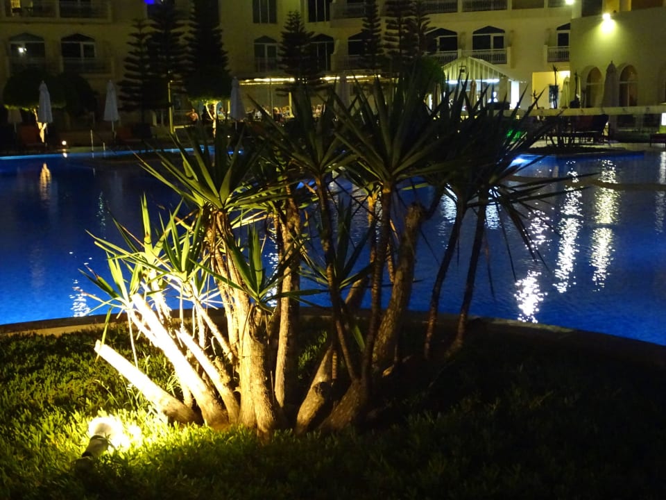 Dekorative Gartenpalme Wyndham Garden Salalah Mirbat