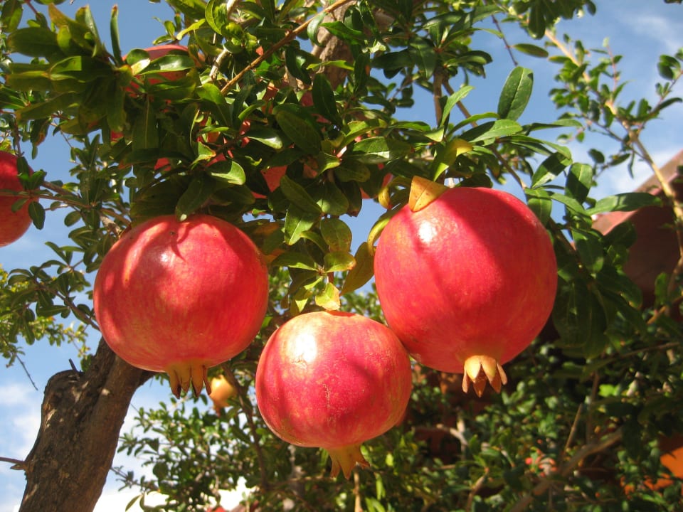 Reife Granatapfel - köstlich  Cactus Royal