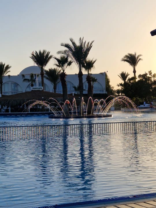 Sonstiges Desert Rose