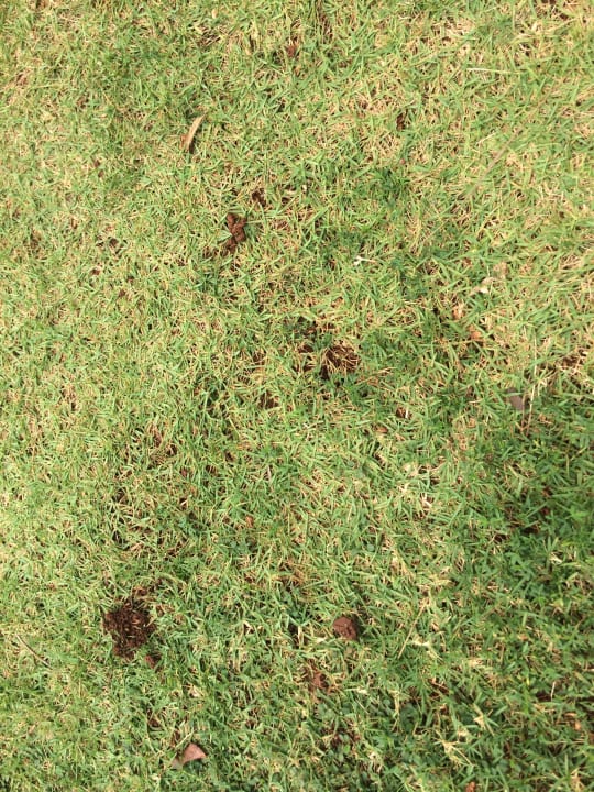 Gartenanlage Wyndham Alltra Samana