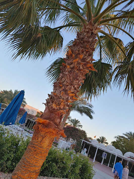 Ausblick Desert Rose