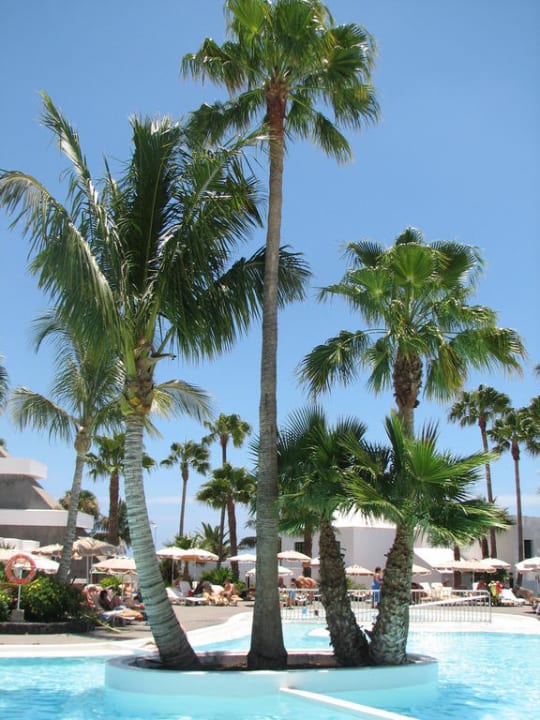 Palmen im Palace Pool Hotel Riu Paraiso Lanzarote