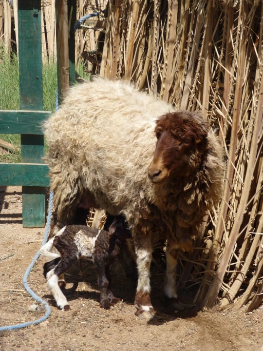 Gerade geborenes Schaf Steigenberger Coraya Beach - Adults only