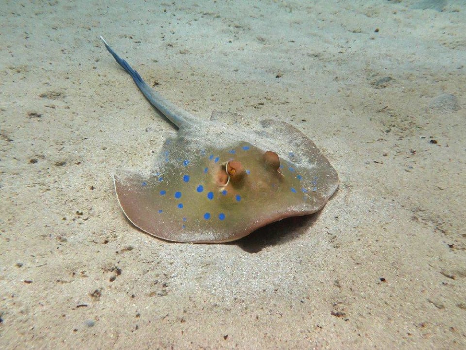 Blaupunktrochen Malikia Resort Abu Dabbab