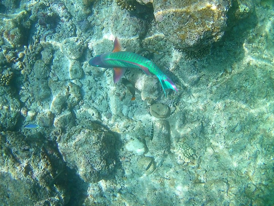 Sport & Freizeit Filitheyo Island Resort