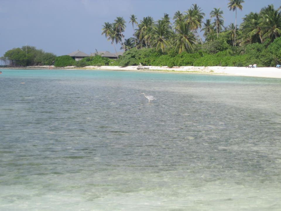 Nordseite bei Ebbe Kuredu Island Resort & Spa