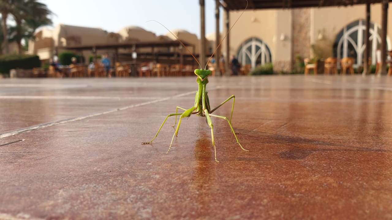 Sonstiges Shams Alam Beach Resort
