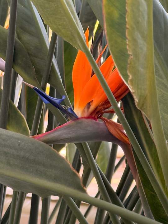 Gartenanlage Hotel Grecian Bay
