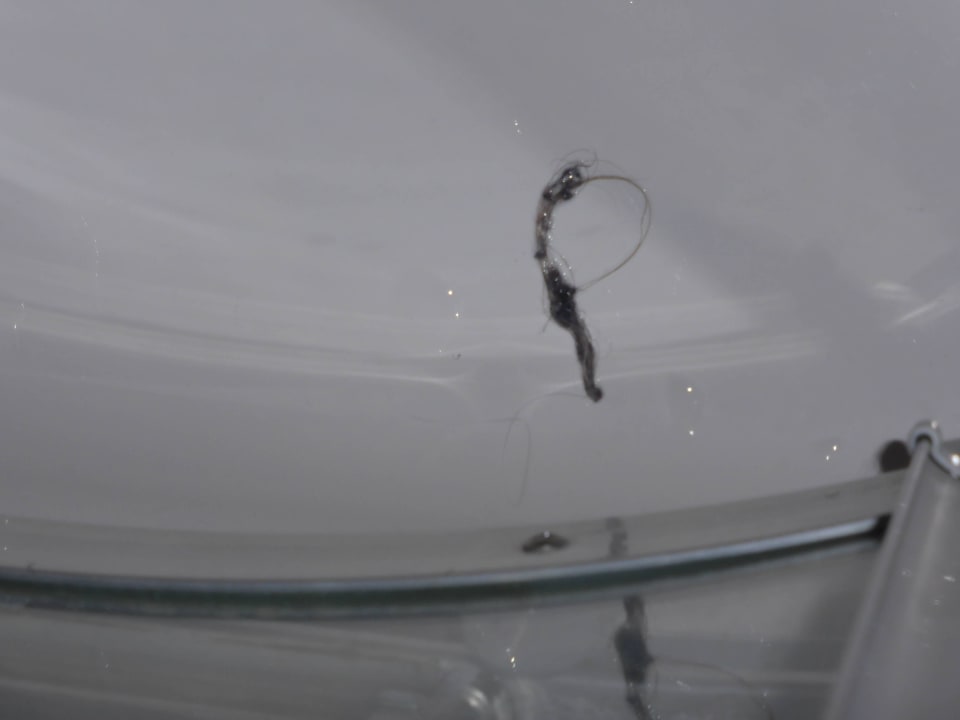 Leider Dreck in der Dusche Aparthotel Holiday