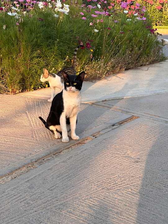 Gartenanlage Anissa Beach & Village