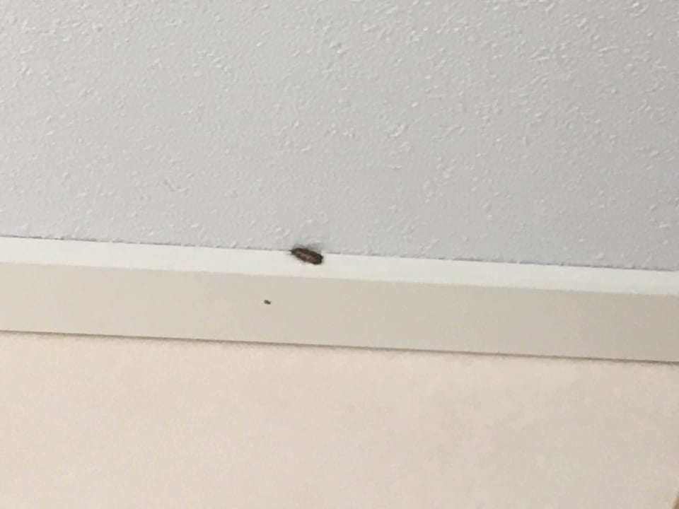 (totes) Ungeziefer im Bungalow. EuroParcs Zuiderzee