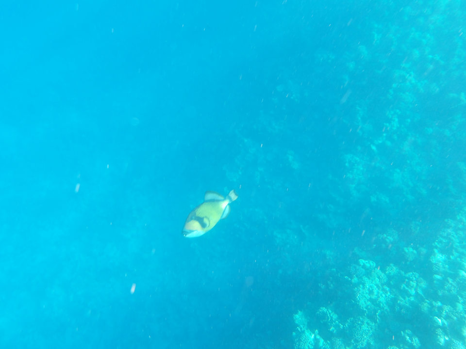 Strand Jaz Grand Marsa