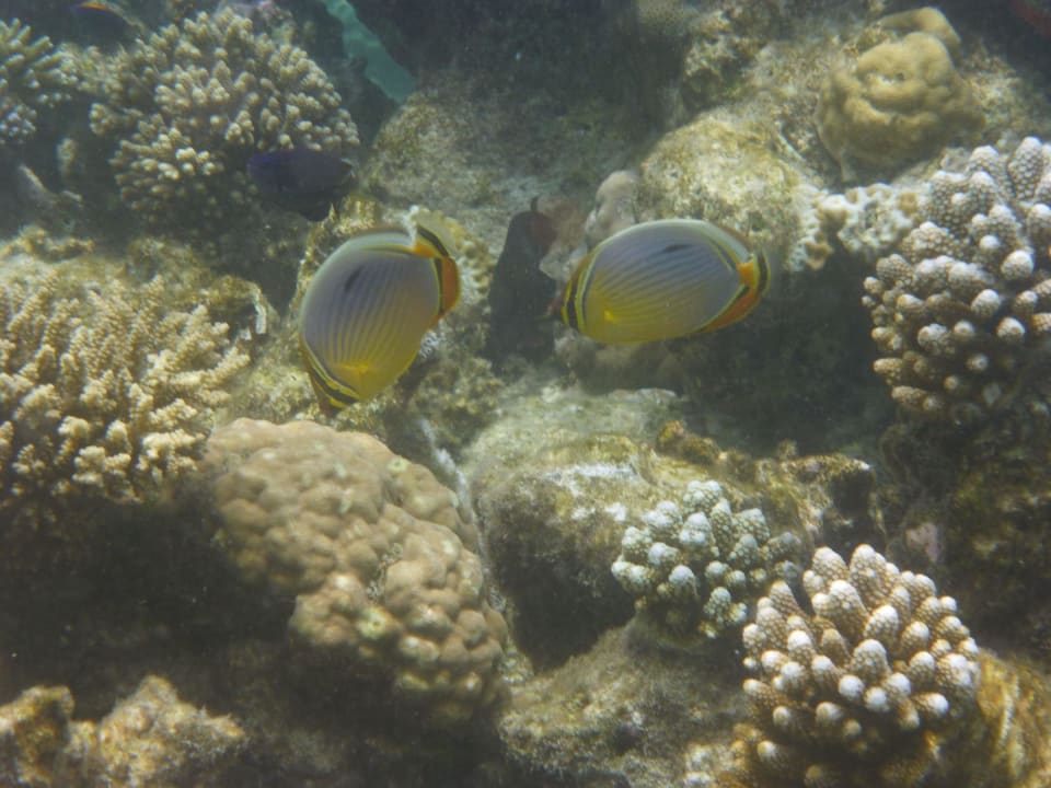 Hausriff Vilamendhoo Island Resort & Spa